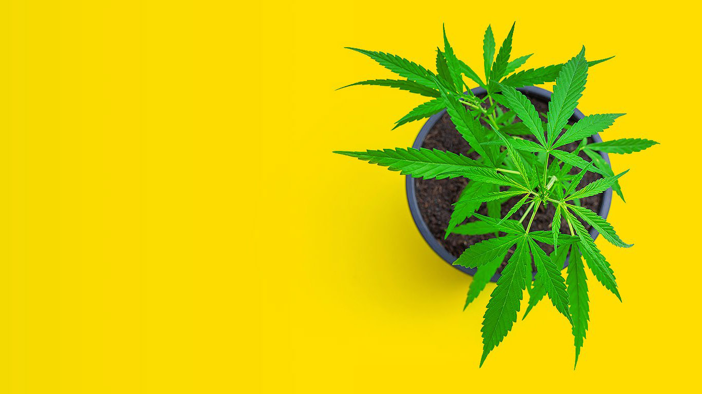 best marijuana dispensaries