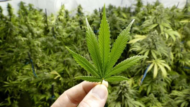 weed delivery